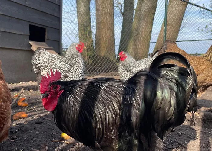 Hoeve Bij Vosselen 3*