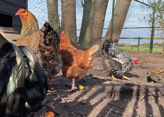 Hoeve Bij Vosselen 3*