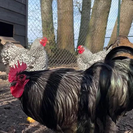 Hoeve Bij Vosselen 3*