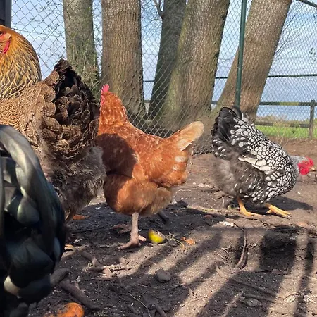 Hoeve Bij Vosselen 3*